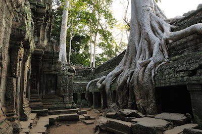 Biological Weathering by Plants