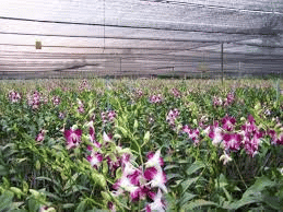 Orchard Farming