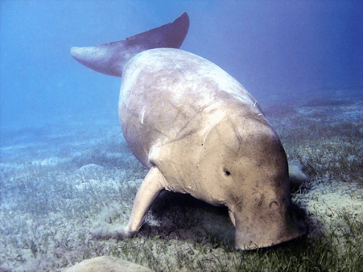 Vulnerable Dugong