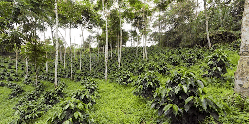 Agroforestry