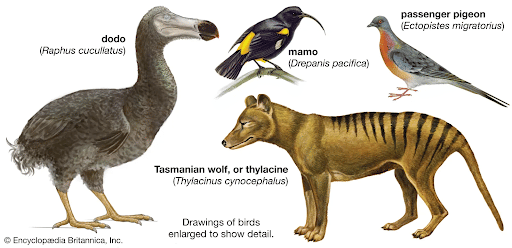 Extinct Species