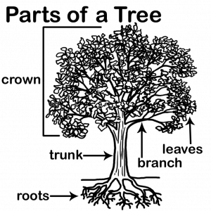 Parts of a Tree
