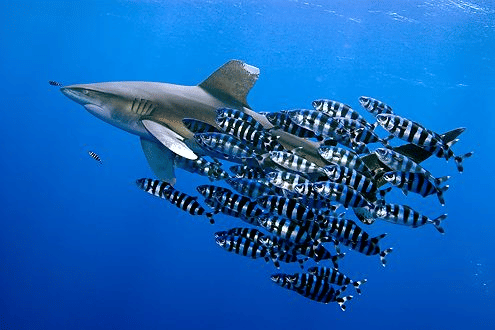 Remora And Pilot Fishes