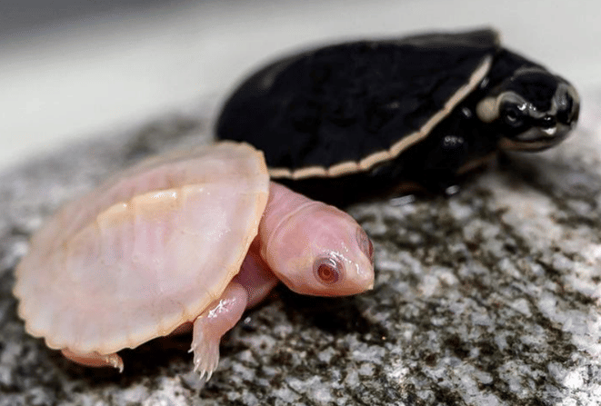 Albino Red-Bellied Turtle