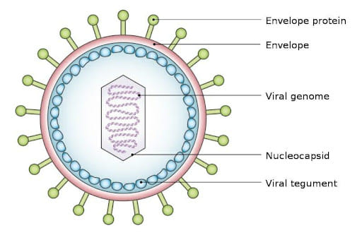 Basic Structure of Virus