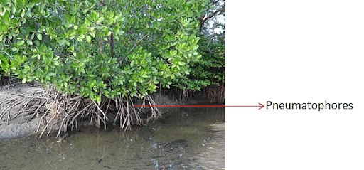 Biodiversity - Flora and Fauna in Sundarbans