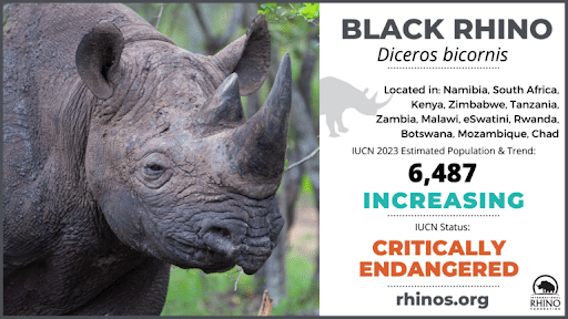 Black Rhino