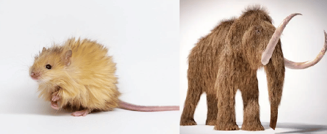 CRISPR Gene