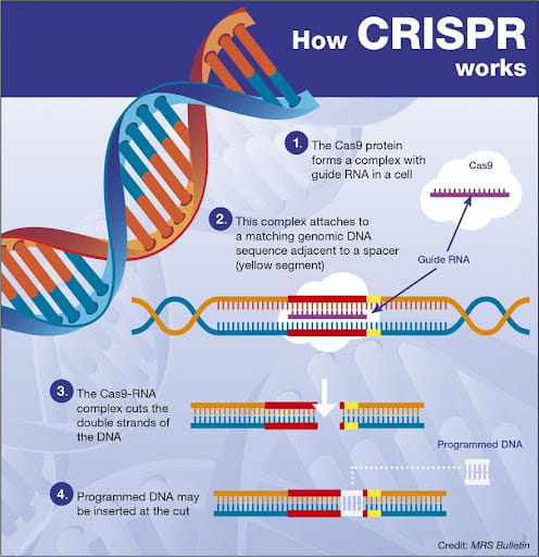 CRISPR Technology