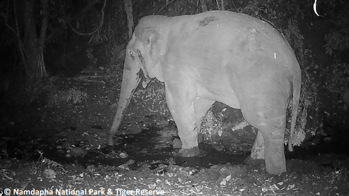 Conservation Efforts