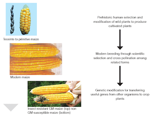 Evolution of Crop Improvement