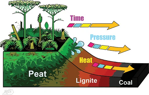 Formation of Coal