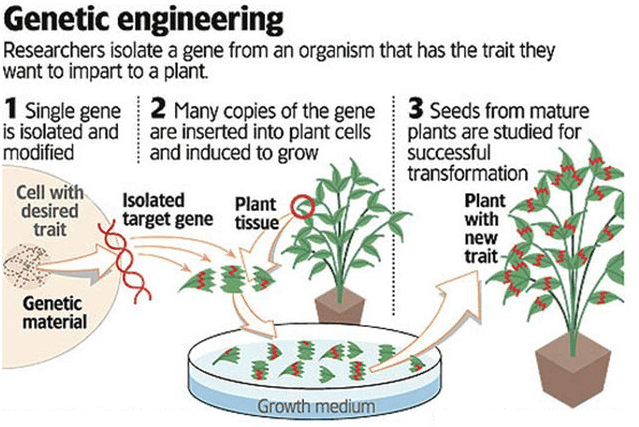 Genetic Engineering