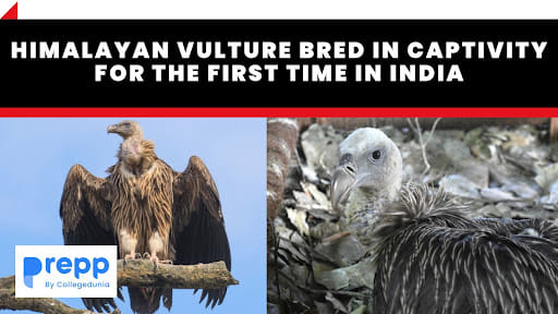 Himalayan Vulture