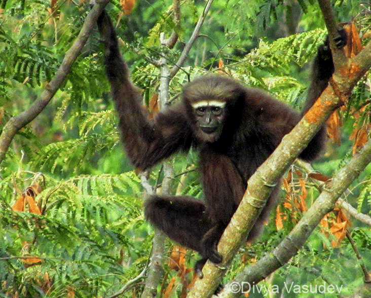 Hoolock Gibbon