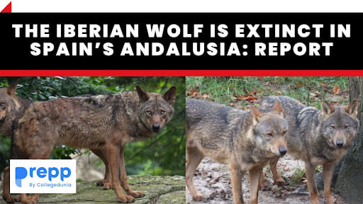 Iberian Wolf