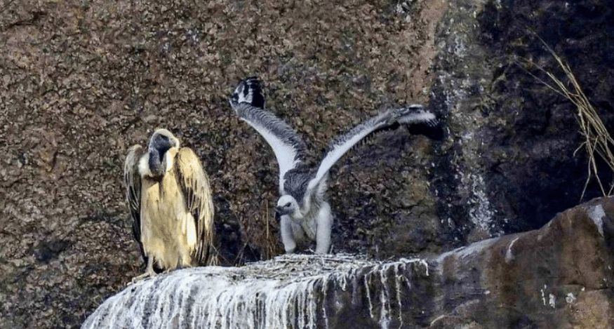 Indian Long-Billed Vulture