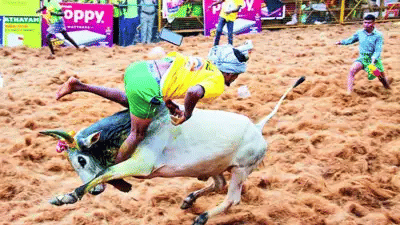 Jallikattu