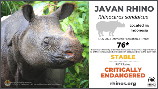 Javan Rhino