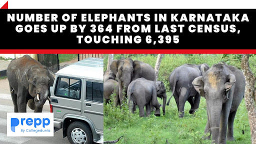 Karnataka Elephants