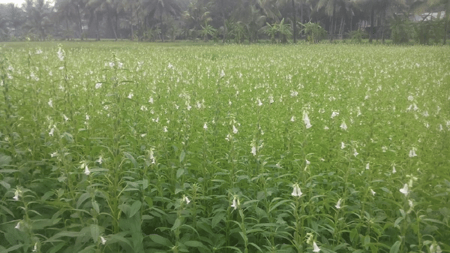 Measures On To Expand Cultivation Of GI-tagged Onattukara Sesame