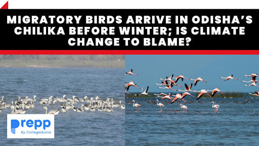 Migratory Birds