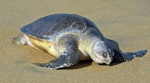 Olive Ridley Turtles