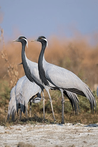 Siberian Demoiselle Crane