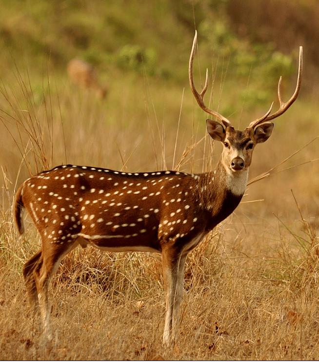 Spotted deer