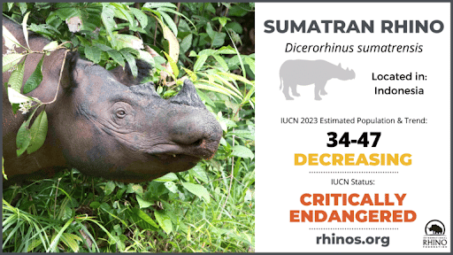 Sumatran Rhino