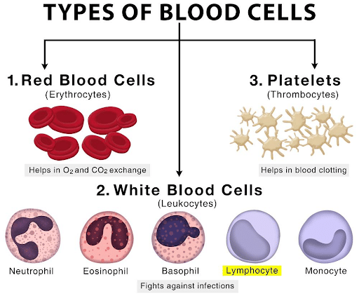 T Cells