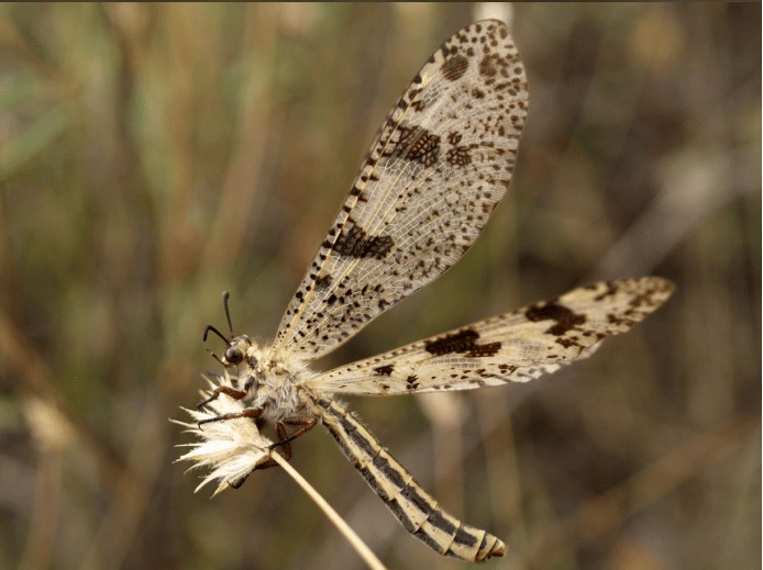 Discovering Palpares Contrarius: A Rare Antlion Species in Tamil Nadu
