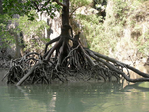 Stilt Roots