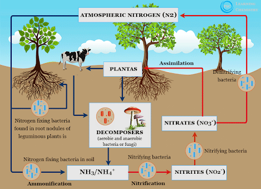 Nitrogen Fixation Cycle