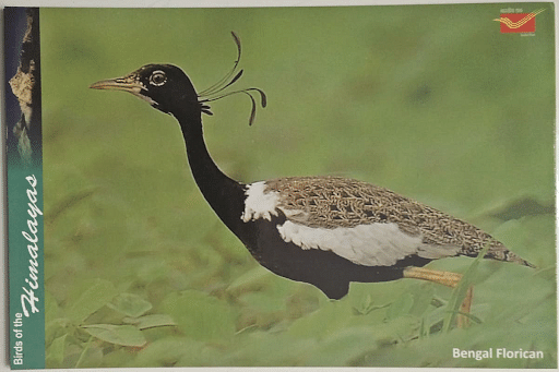 Florican