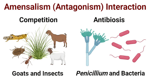 Examples of Amensalism