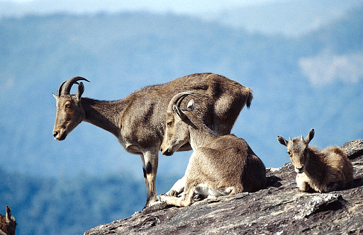 Endangered Nilgiri tahr