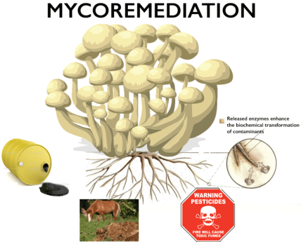 Mycoremediation
