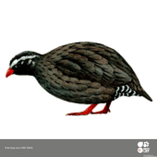 Himalayan Quail