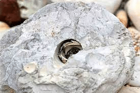 Biological Weathering by Shrews