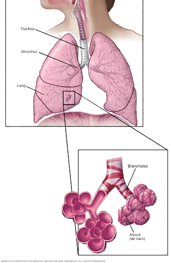 Bronchioles and Alvioli in Lungs
