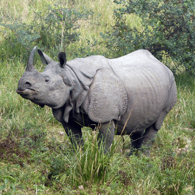 Greater One-Horned Rhino