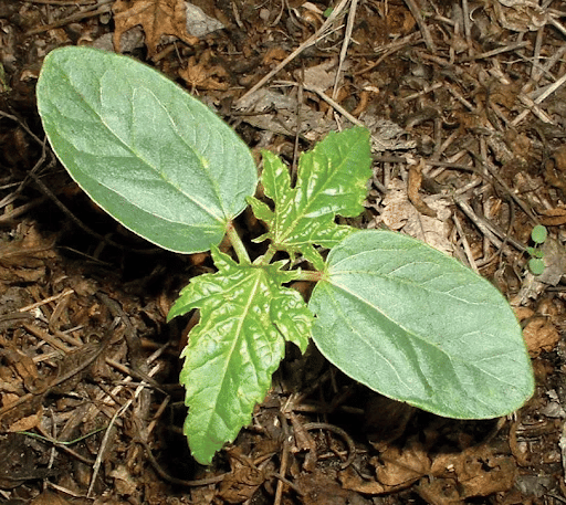 Dicot Plant