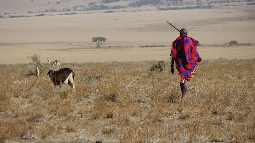 Cattle rearing