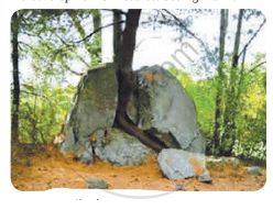 Biological Weathering as a Result of Trees