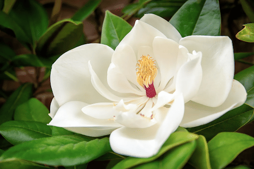 Magnolia - Dicotyledon Plant
