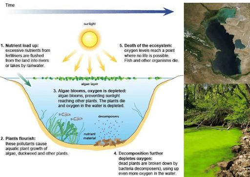 Eutrophication