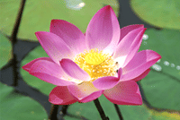 Lotus