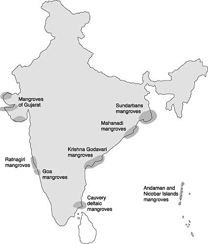 Mangrove Profile in India