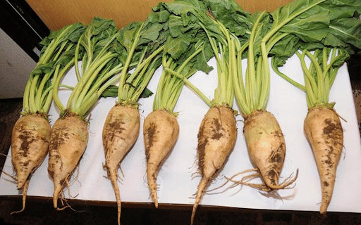 Sugar beet